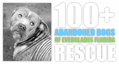 100+ Abandoned Dogs of Everglades