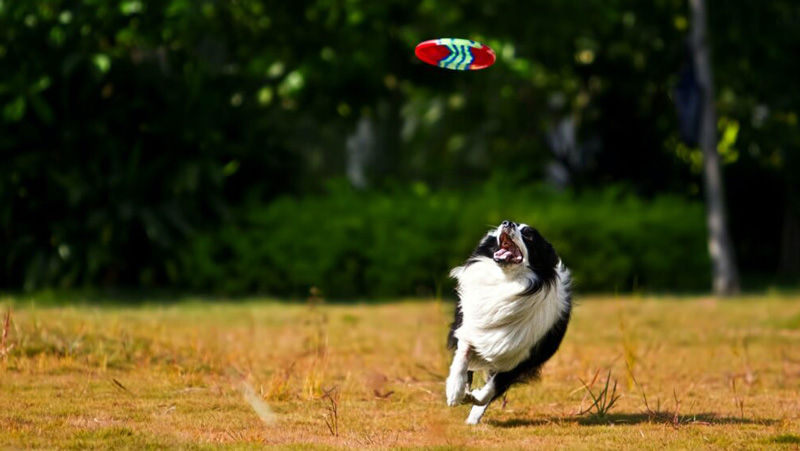 Favorite Fort Lauderdale Dog Parks