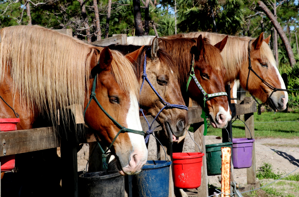 Jonathan Dickinson State Park Horseback Riding