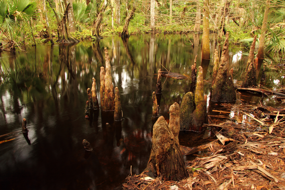 Jonathan Dickinson Park Mangroves