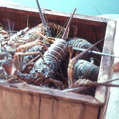 Key West Lobster Fest