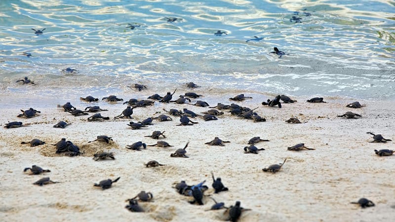 Sea Turtle Hatchlings