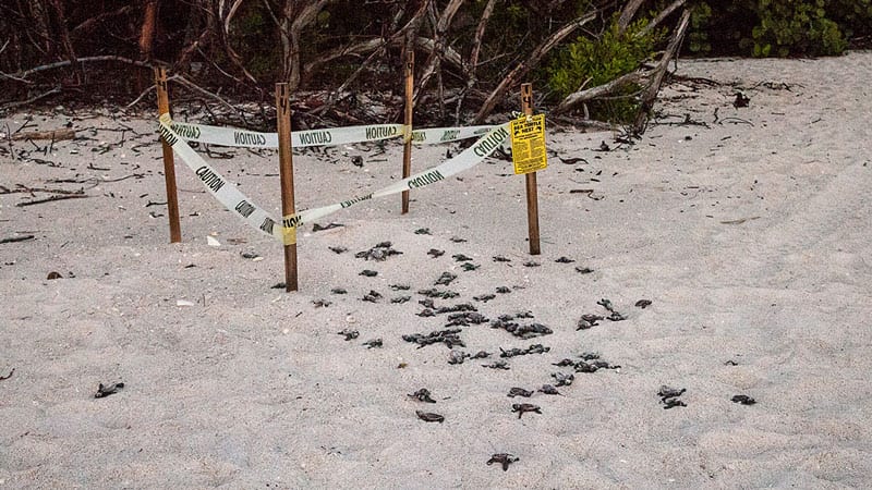 Sea Turtle Nest in Florida