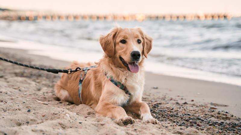 Emotional Support Animals in Florida - Condo FAQ